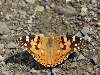 Diken Kelebei (Vanessa cardui)