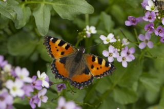 Aglais (Aglais urticae)