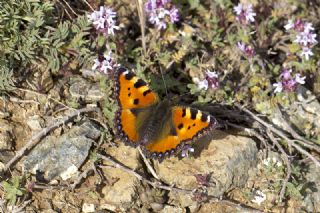 Aglais (Aglais urticae)