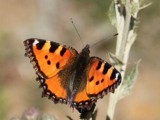 Aglais (Aglais urticae)