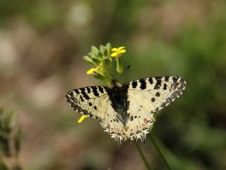 Orman Fistosu&nbsp;(Allancastria &nbsp;cerisyi)