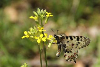 Orman Fistosu (Allancastria  cerisyi)