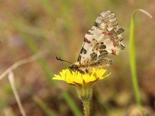 Orman Fistosu&nbsp;(Allancastria &nbsp;cerisyi)