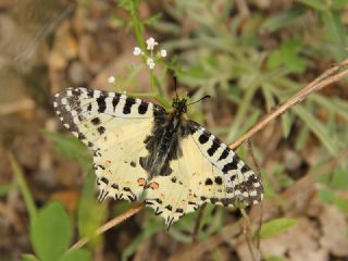 Orman Fistosu (Allancastria  cerisyi)