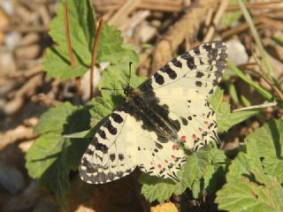 Orman Fistosu&nbsp;(Allancastria &nbsp;cerisyi)