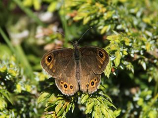 Orman Esmerboncuu (Lasiommata petropolitana)