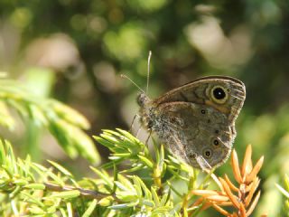 Orman Esmerboncuu (Lasiommata petropolitana)