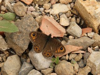 Orman Esmerboncuu (Lasiommata petropolitana)