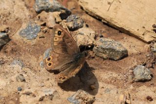 Orman Esmerboncuu (Lasiommata petropolitana)