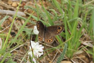 Orman Esmerboncuu (Lasiommata petropolitana)