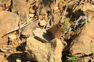 Orman Esmerboncuu (Lasiommata petropolitana)