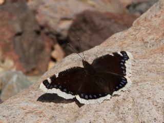 Sar Bandl Kadife (Inachis antiopa)