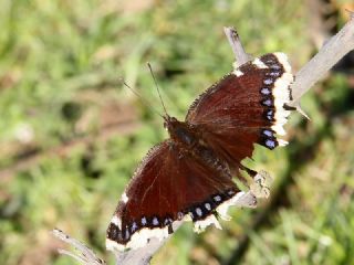 Sar Bandl Kadife (Inachis antiopa)