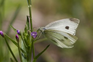 Da Beyazmelei (Pieris ergane)