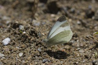 Da Beyazmelei (Pieris ergane)