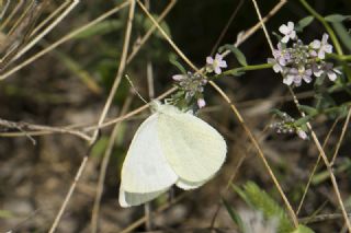 Da Beyazmelei (Pieris ergane)