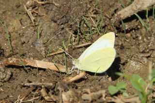 Da Beyazmelei (Pieris ergane)