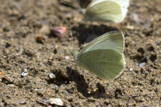 Da Beyazmelei (Pieris ergane)