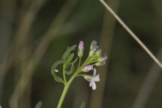 Da Beyazmelei (Pieris ergane)