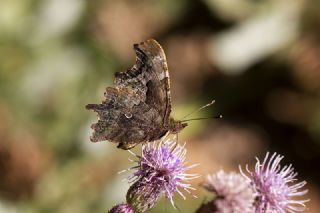 Yrtk Prtk (Inachis c-album)