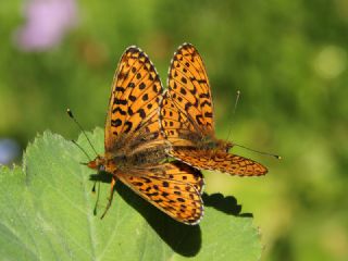 Beyaz �nci&nbsp;(Clossiana&nbsp;euphrosyne)