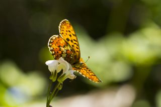 Beyaz nci (Clossiana euphrosyne)