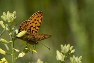 Beyaz nci (Clossiana euphrosyne)