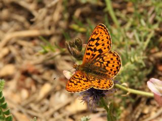 Beyaz nci (Clossiana euphrosyne)