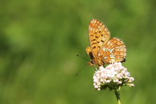 Beyaz nci (Clossiana euphrosyne)