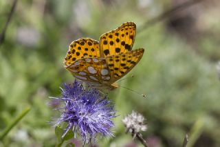 spanyol Kraliesi (Issoria lathonia)
