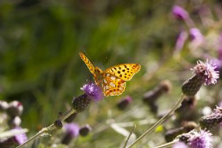 spanyol Kraliesi (Issoria lathonia)