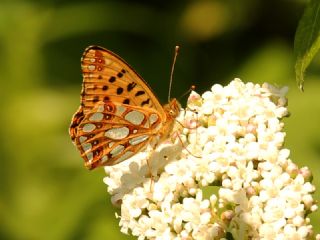 �spanyol Krali�esi&nbsp;(Issoria&nbsp;lathonia)