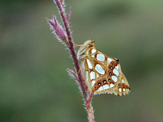 spanyol Kraliesi (Issoria lathonia)