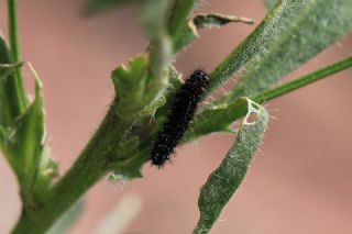 spanyol Kraliesi (Issoria lathonia)