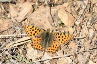 spanyol Kraliesi (Issoria lathonia)