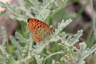 Niyobe (Fabriciana niobe)