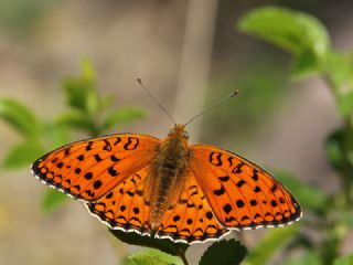 Niyobe (Fabriciana niobe)