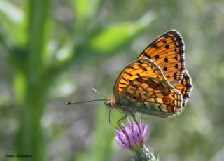 Niyobe (Fabriciana niobe)