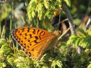 B�y�k �nci&nbsp;(Fabriciana&nbsp;adippe)