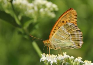 Cengaver (Argynnis paphia)