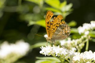 Cengaver (Argynnis paphia)