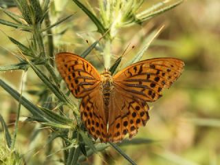 Cengaver (Argynnis paphia)