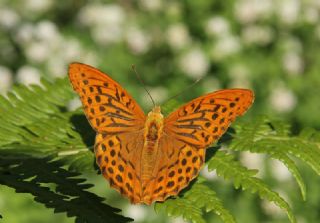 Cengaver (Argynnis paphia)