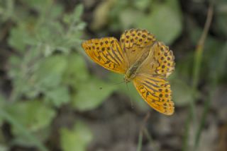 Cengaver (Argynnis paphia)