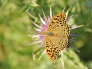 Bahadr (Argynnis pandora)