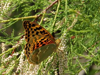 Bahadr (Argynnis pandora)
