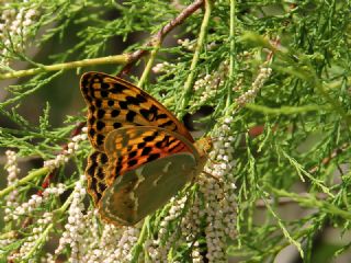 Bahadr (Argynnis pandora)