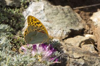 Bahadr (Argynnis pandora)
