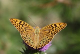 Bahadr (Argynnis pandora)