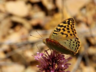 Bahadr (Argynnis pandora)